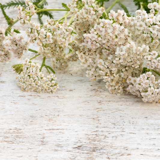 Achillea millefolium