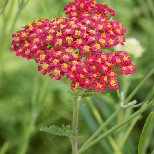 Achillea millefolium Pomegranate