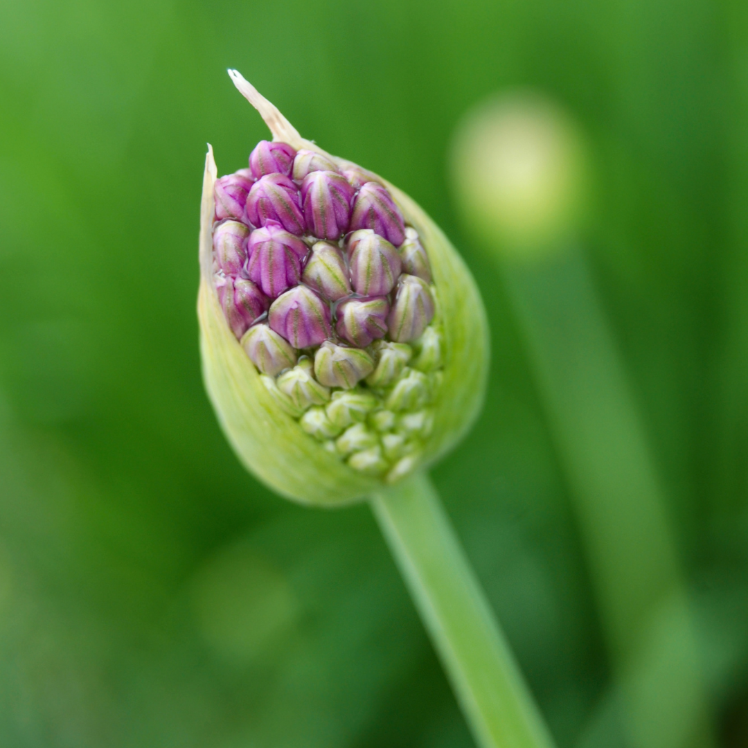 Allium sphaerocephalon 10 Stück