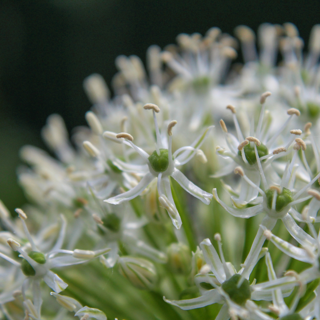 Allium stipitatum Mount Everest per Stück