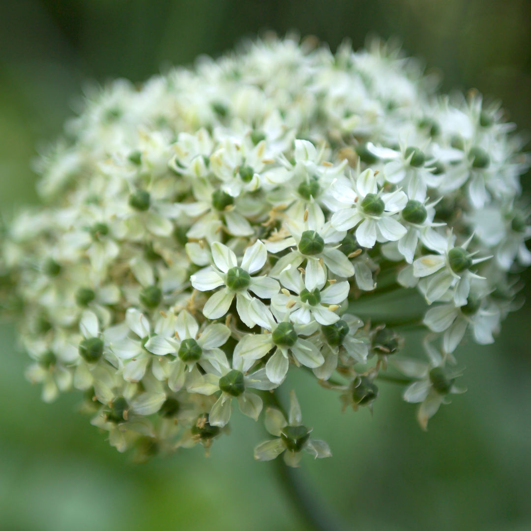 Allium nigrum 5 Stück