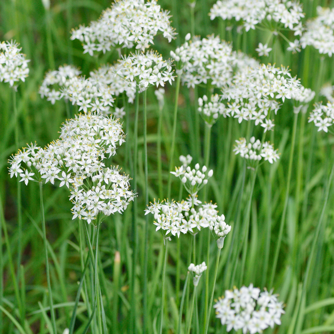 Allium Tuberosum 5 Stück