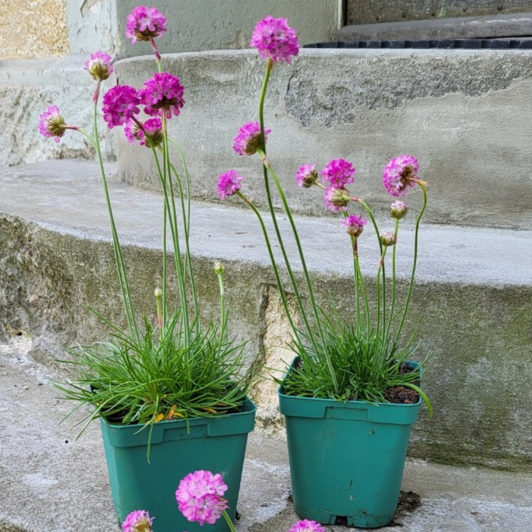 Armeria maritima Splendens