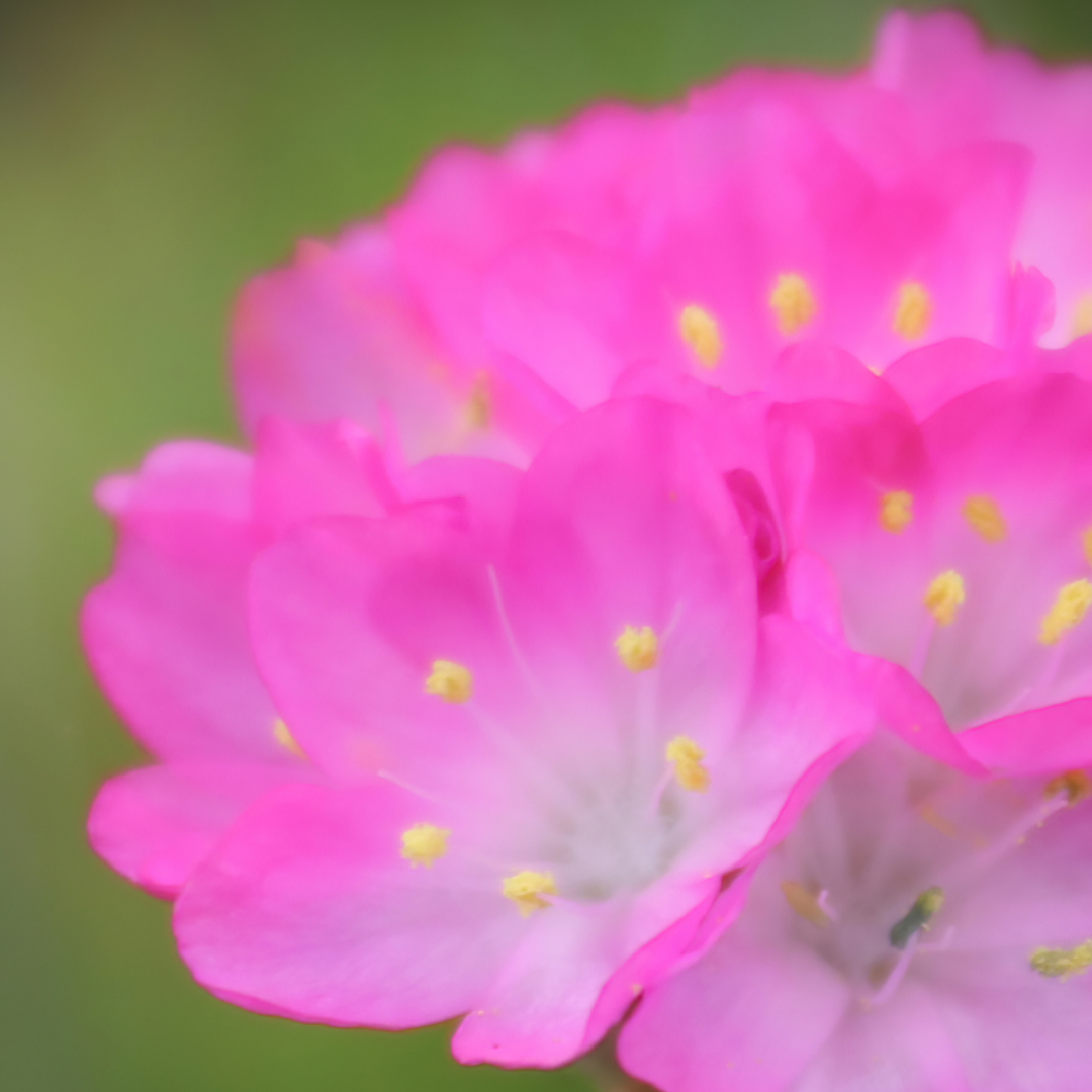 Armeria maritima Splendens