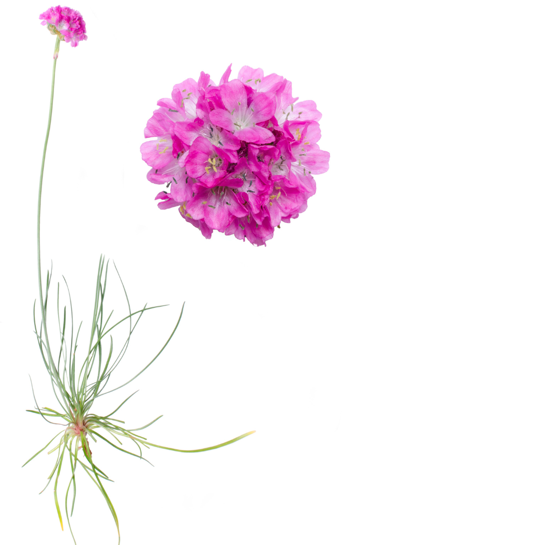 Armeria maritima Splendens
