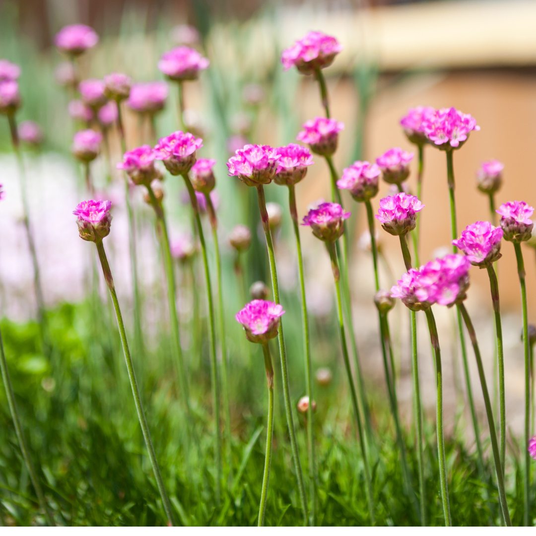 Armeria maritima Splendens