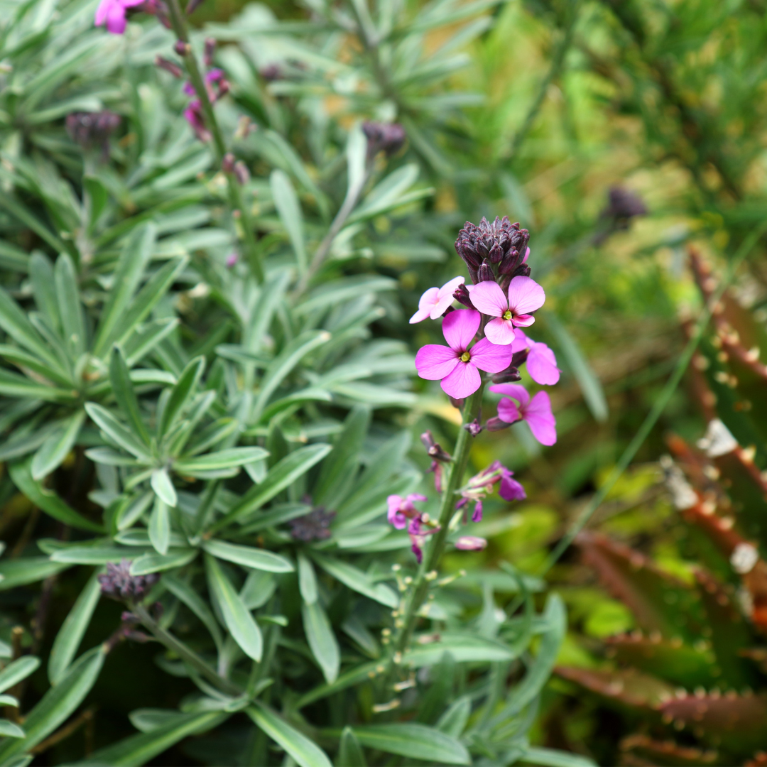 Erysimum cheiri "Bowles Mauve"