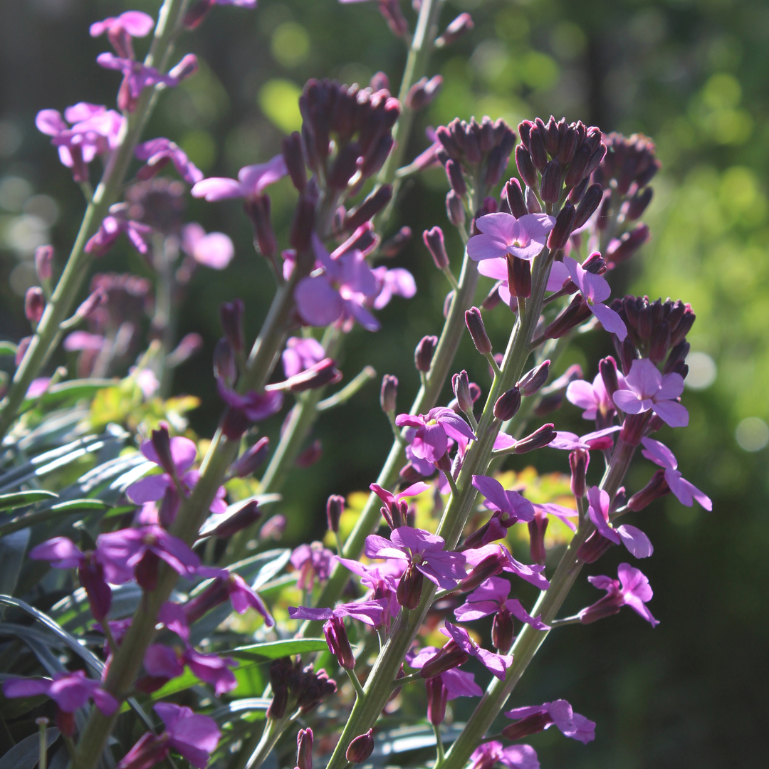 Erysimum cheiri "Bowles Mauve"