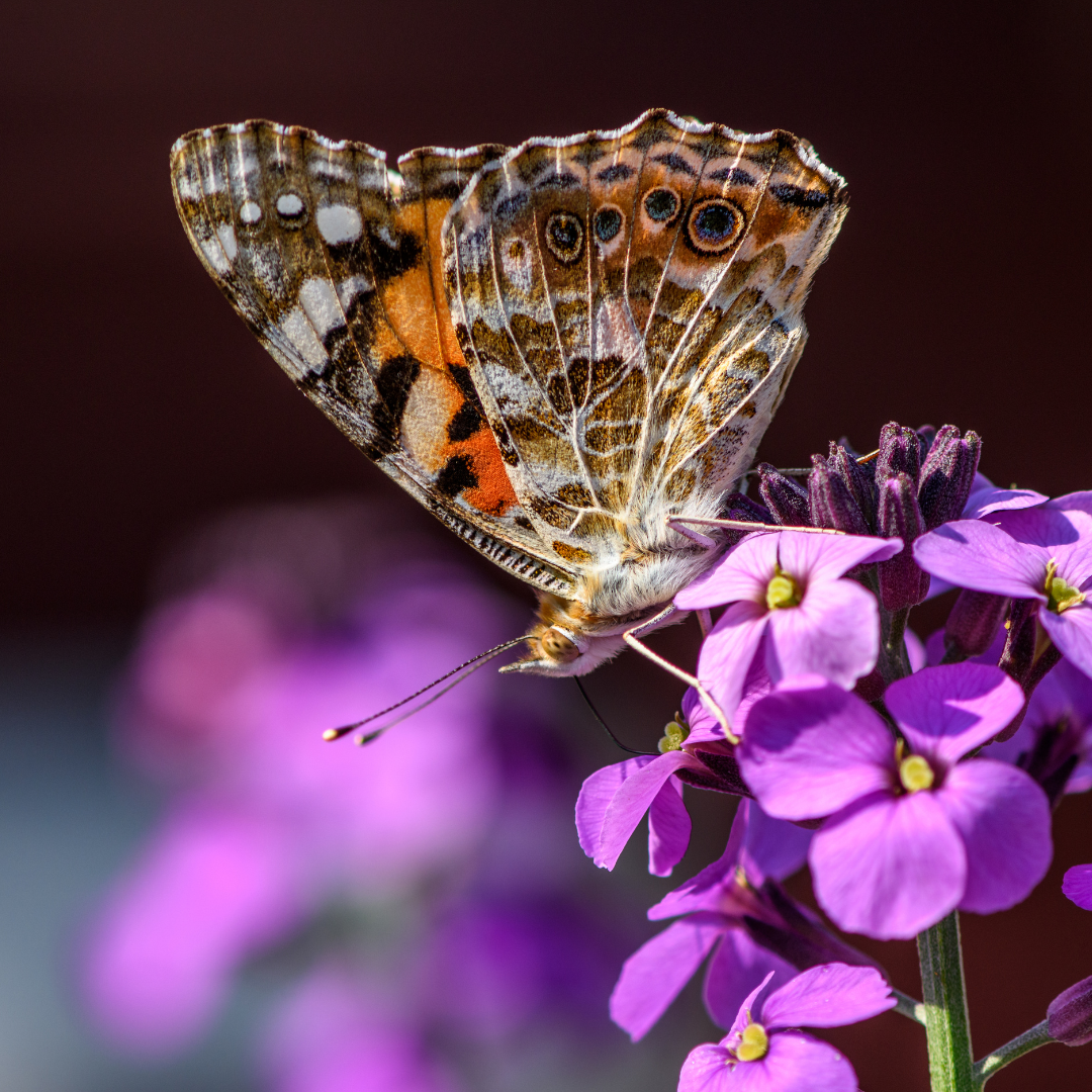 Erysimum cheiri "Bowles Mauve"