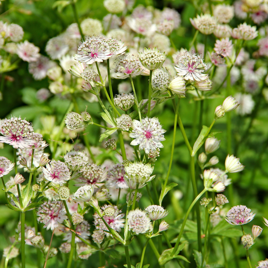 Astrantia major
