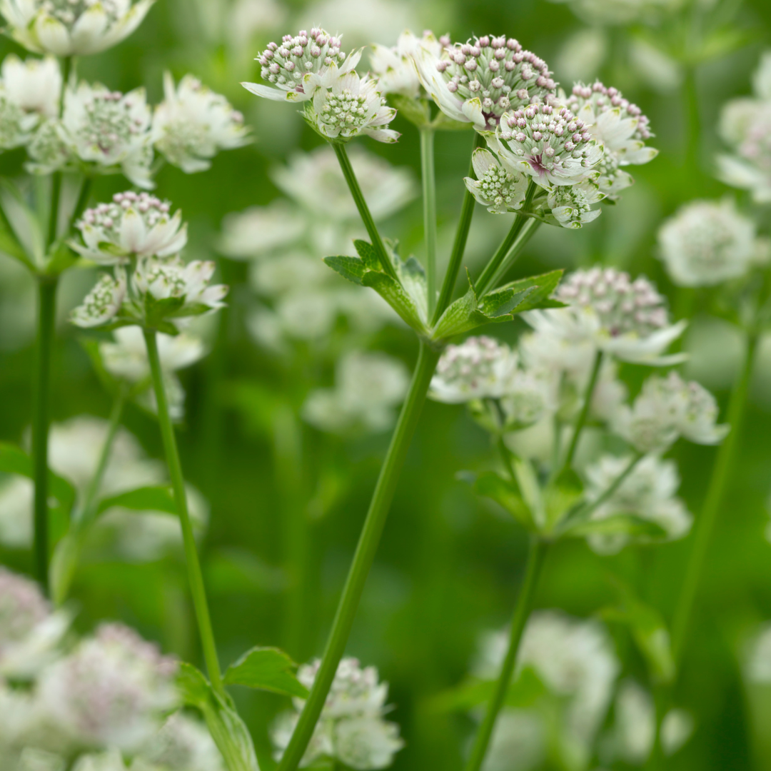 Astrantia major