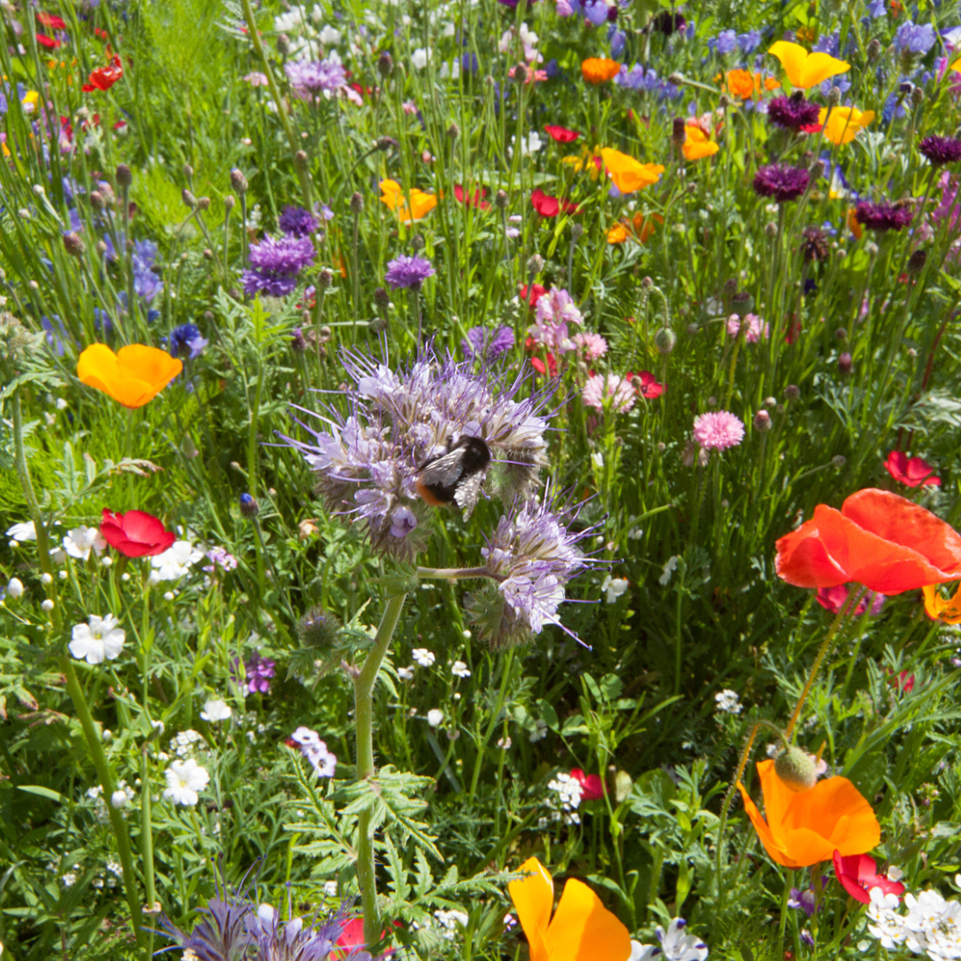 Meadow seed flower oasis