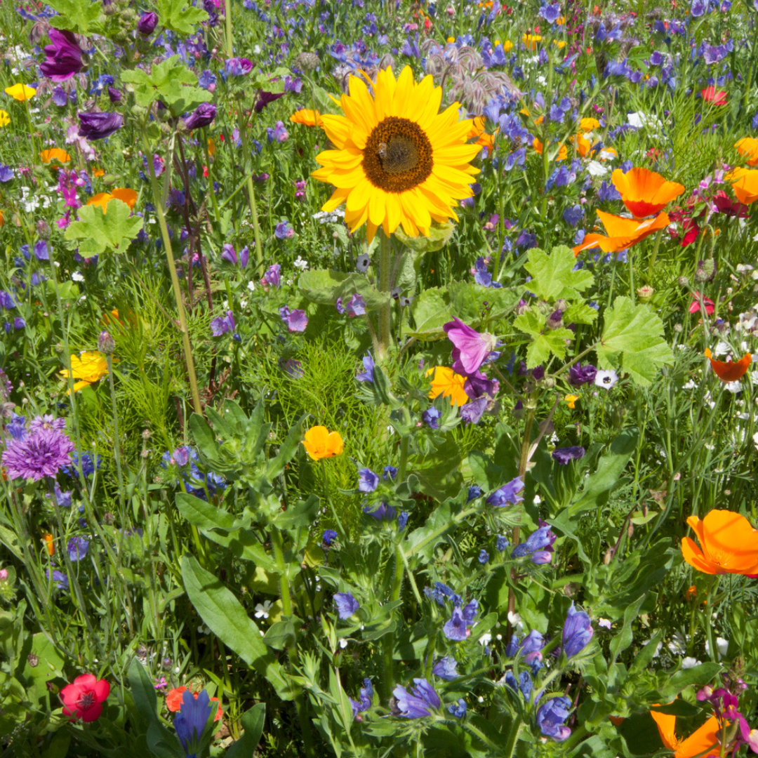 Meadow seed flower oasis