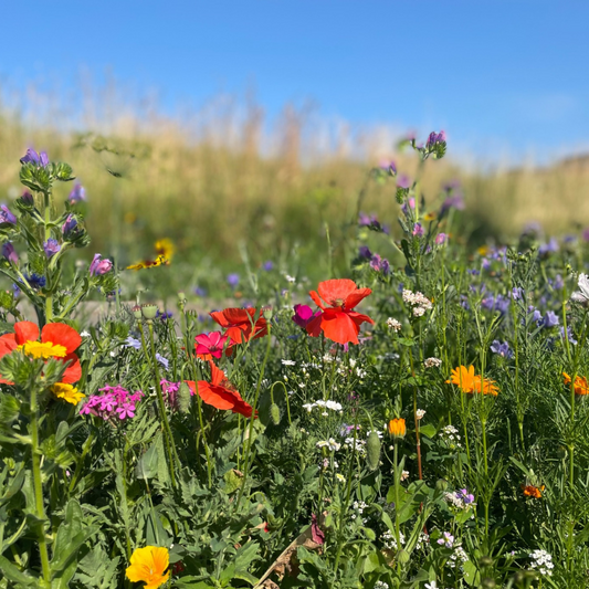 Meadow seed flower oasis