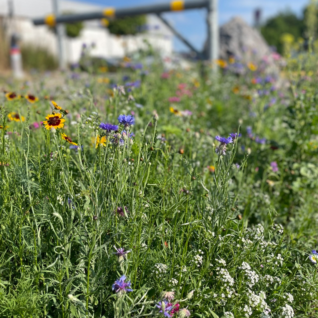 Meadow seed flower oasis
