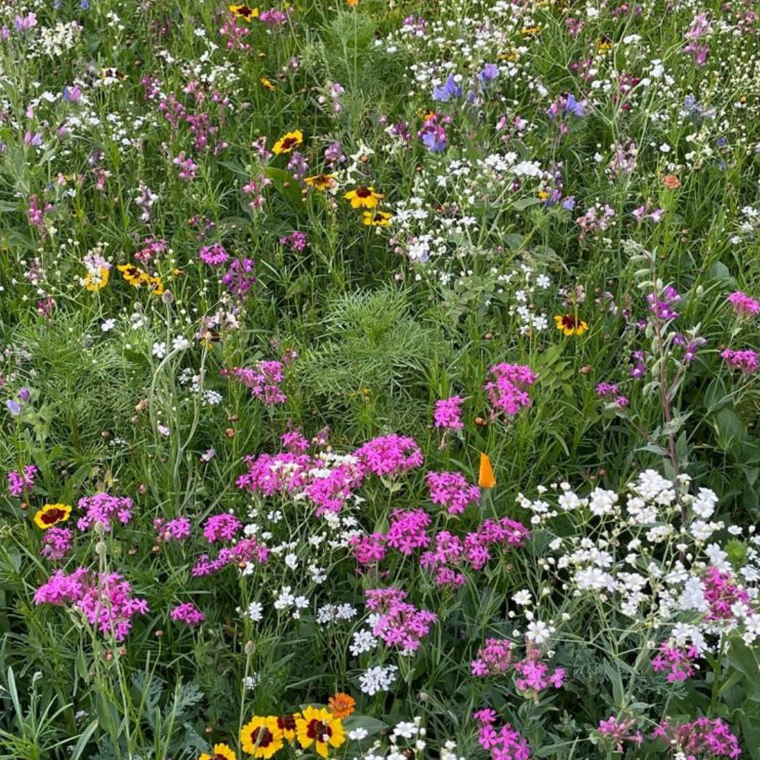 Meadow seed flower oasis