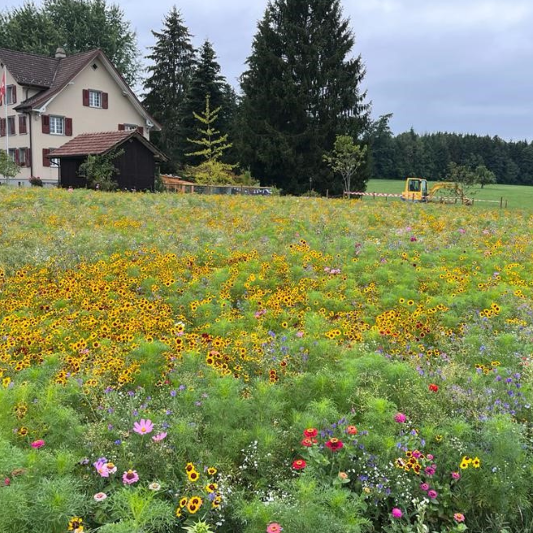 Meadow seed flower oasis