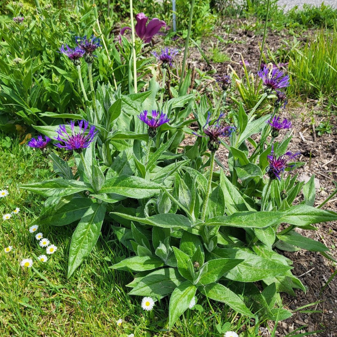 Centaurea montana