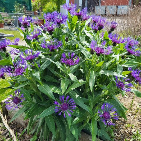 Centaurea montana