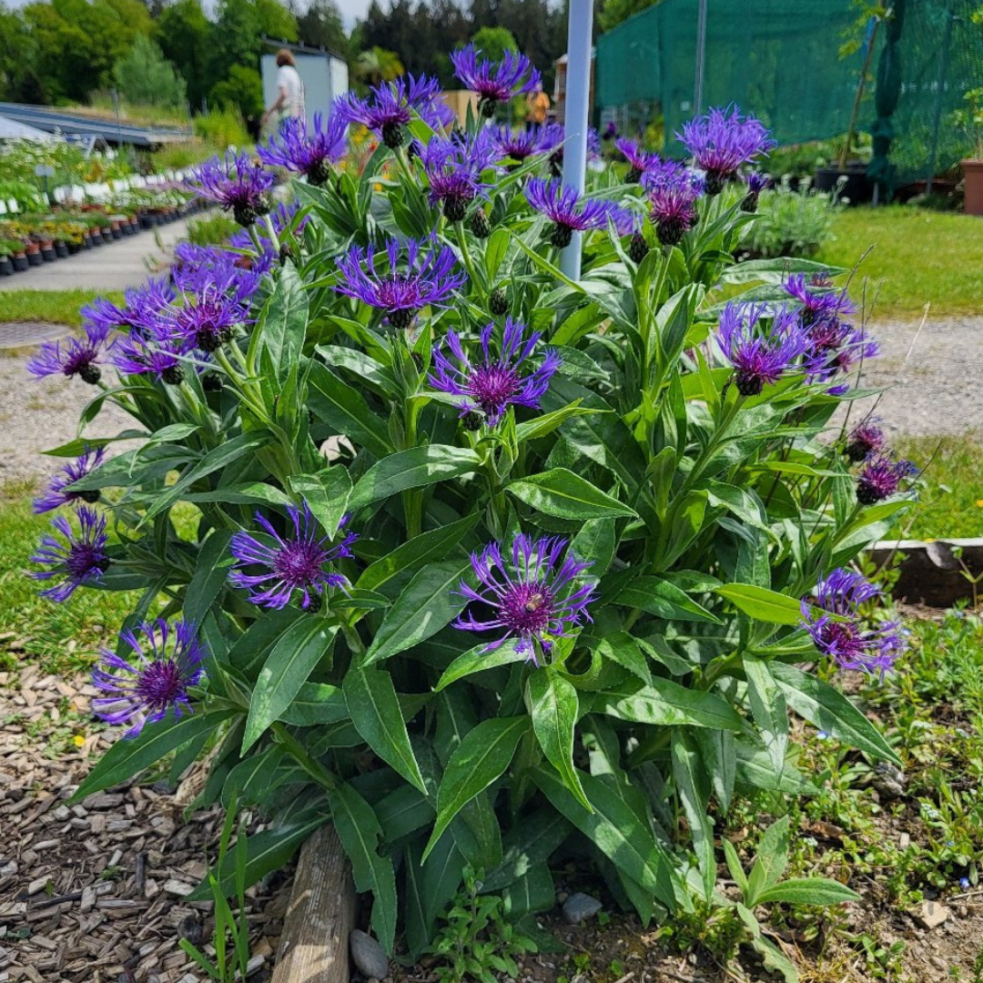 Centaurea montana