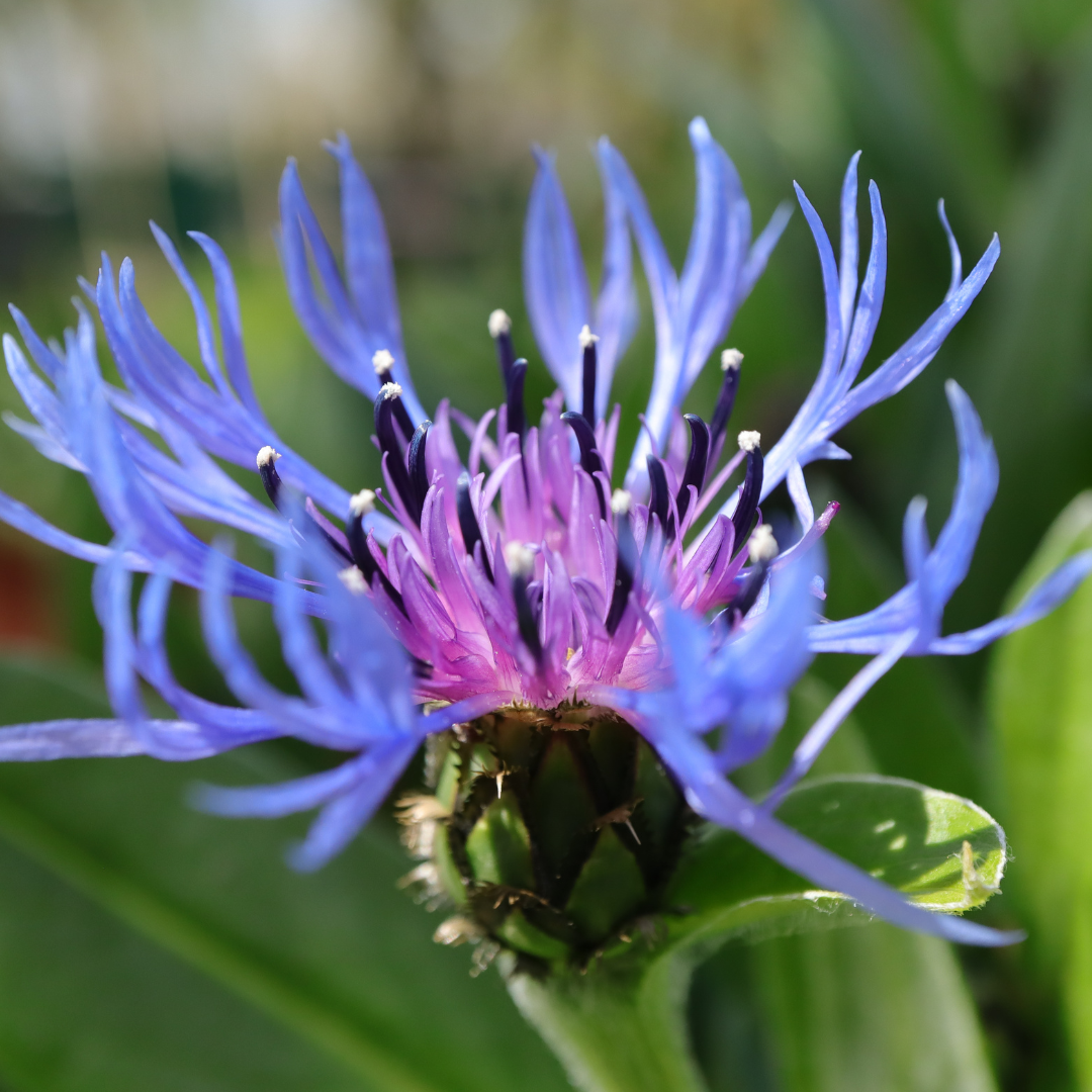 Centaurea montana