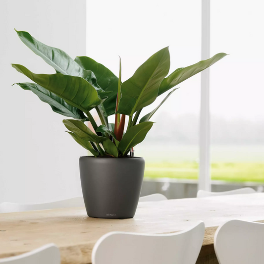 Classico Premium LS Lechuza Gefässe