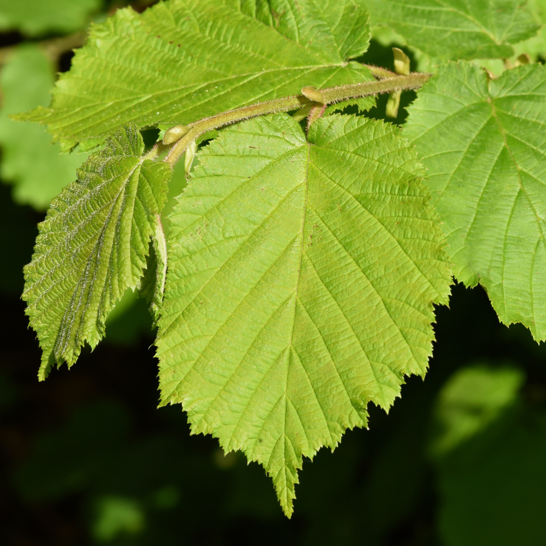 Corylus avellana