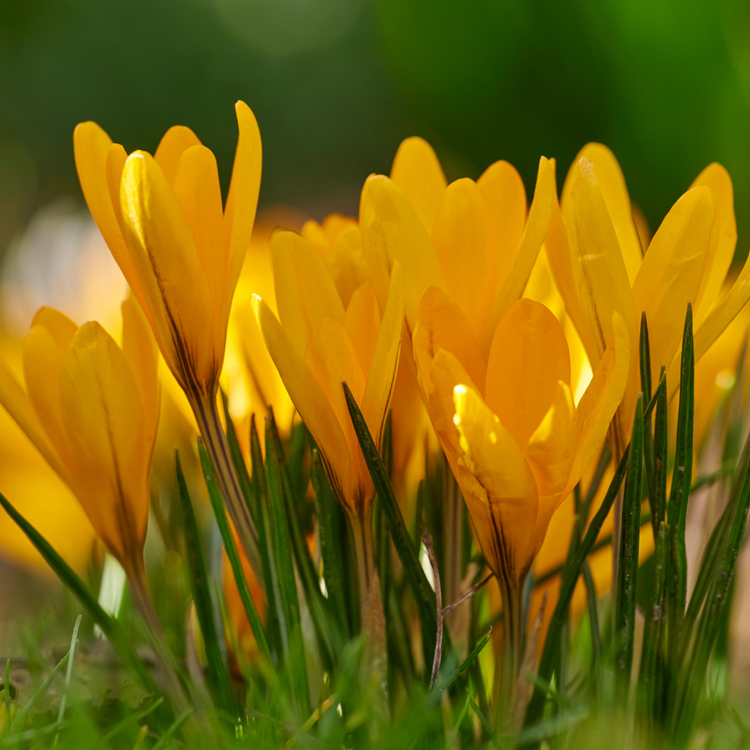 Crocus flavus 10 Stück