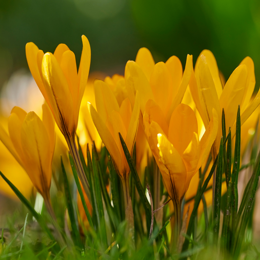 Crocus flavus 10 pieces