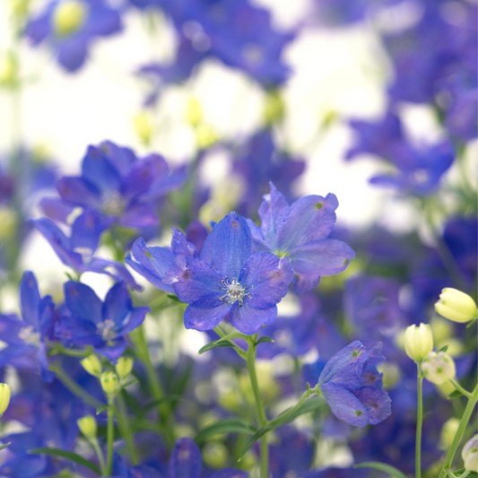 Delphinium grandiflorum "Blue Dwarf"