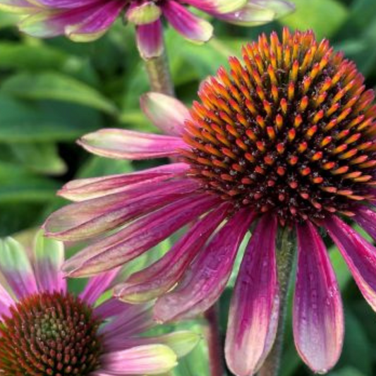 Echinacea purpurea "Sweet Sandia" P 1 liter pot