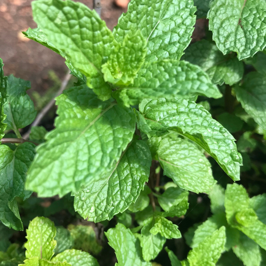 Mentha suaveolens x piperita