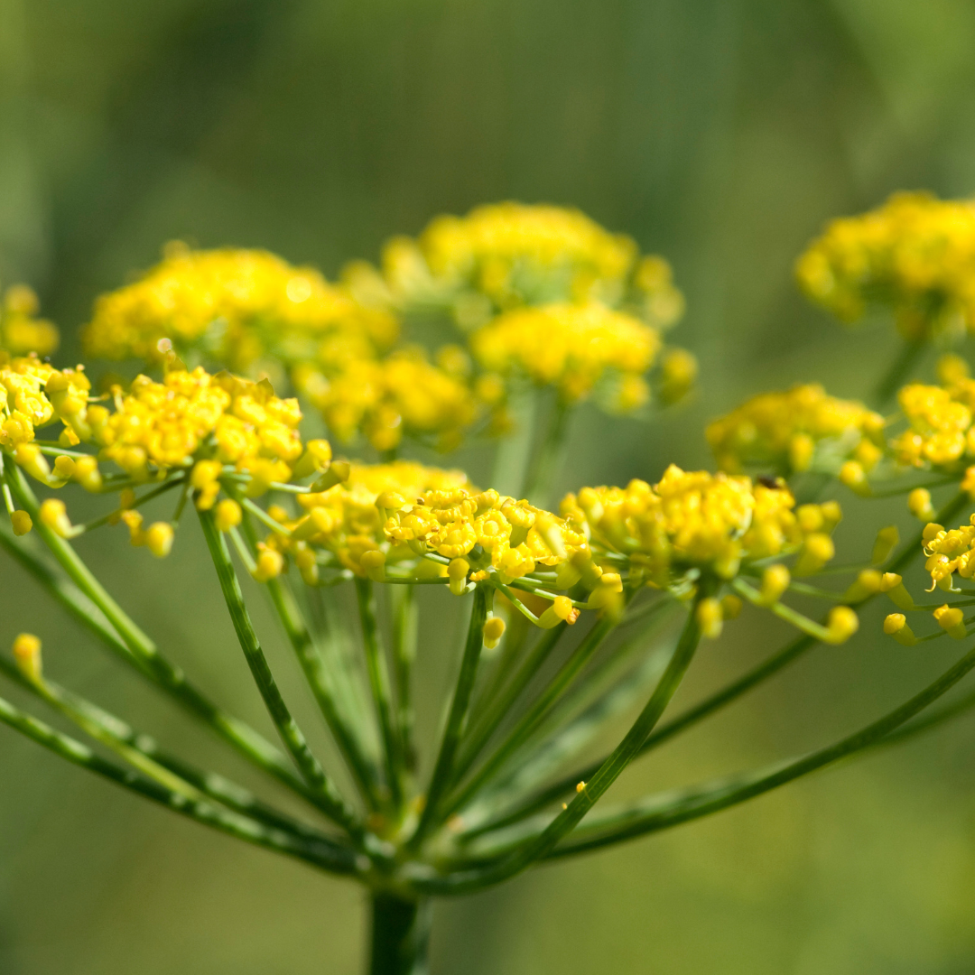 Foeniculum vulgare
