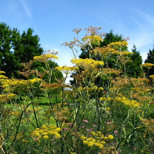 Foeniculum vulgare