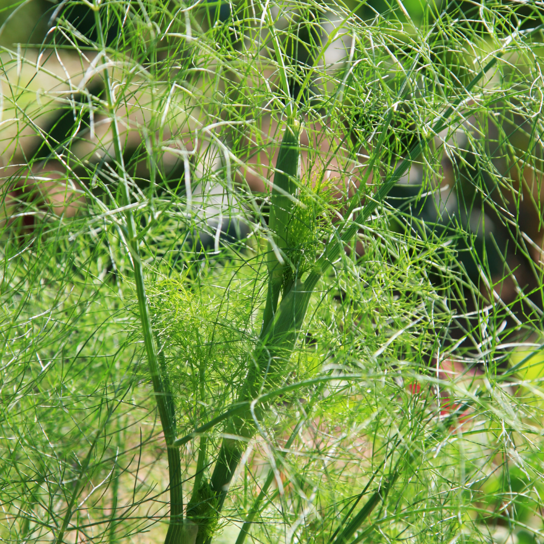 Foeniculum vulgare