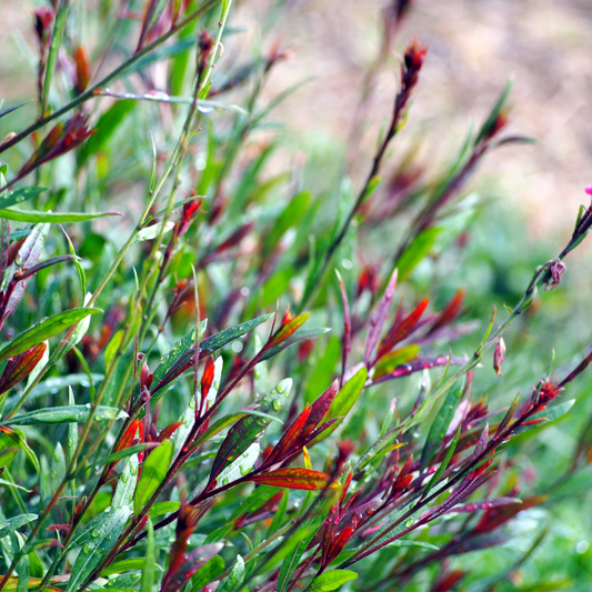 Gaura lindheimeri "Rosy Jane"