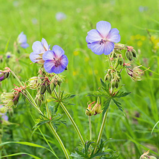 Geranium sylvestris