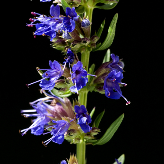 Hyssopus officinalis