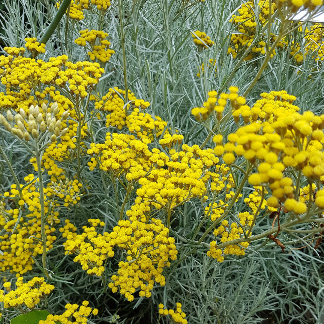 Curry plant