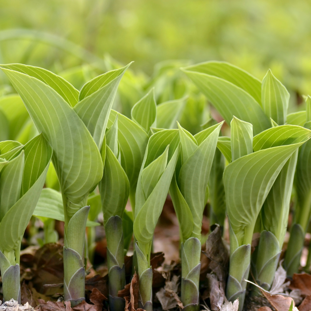 Hosta sylvestris