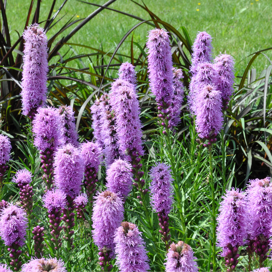 Liatris spicata