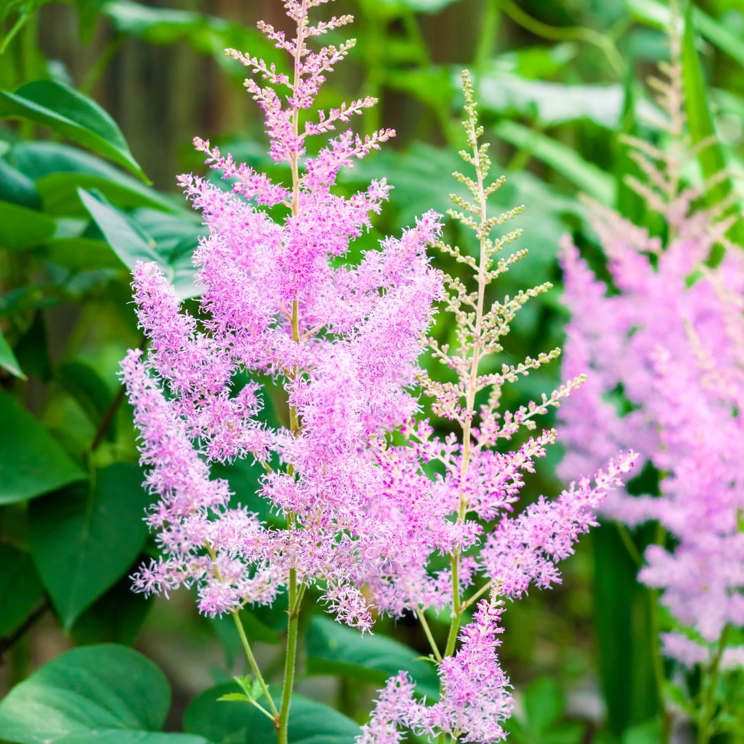 Astilbe japonica "Münster"