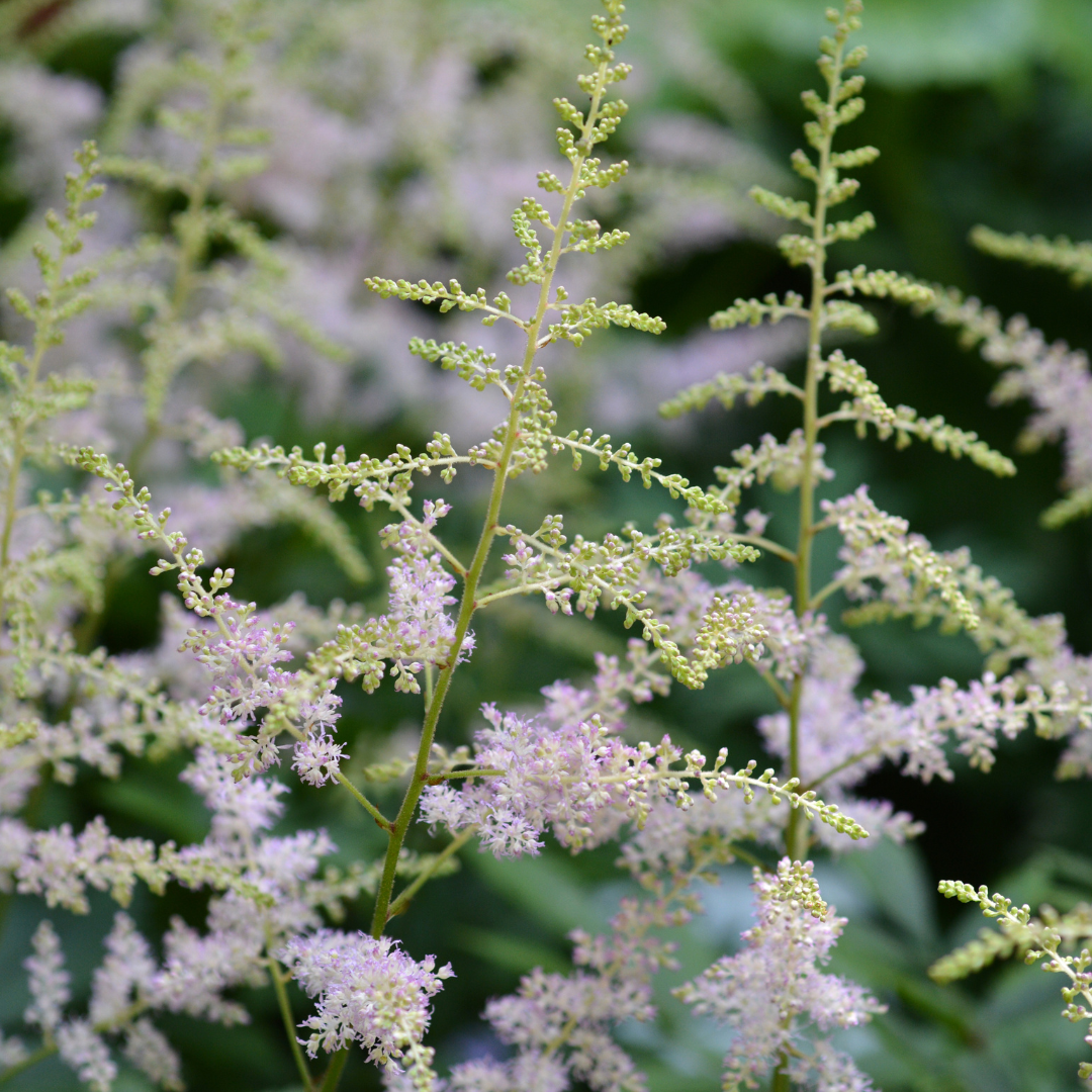 Astilbe japonica "Münster"