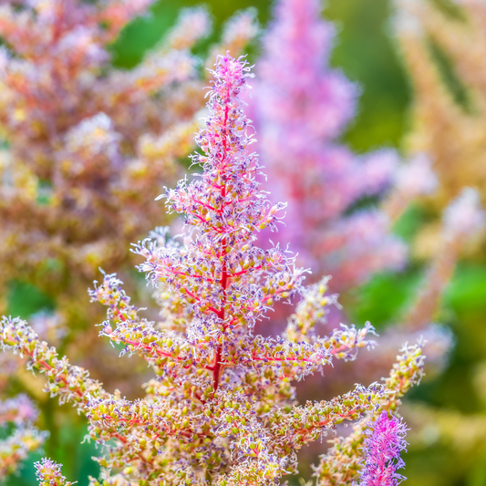 Astilbe japonica "Münster"