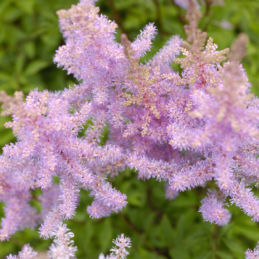 Astilbe japonica "Münster"