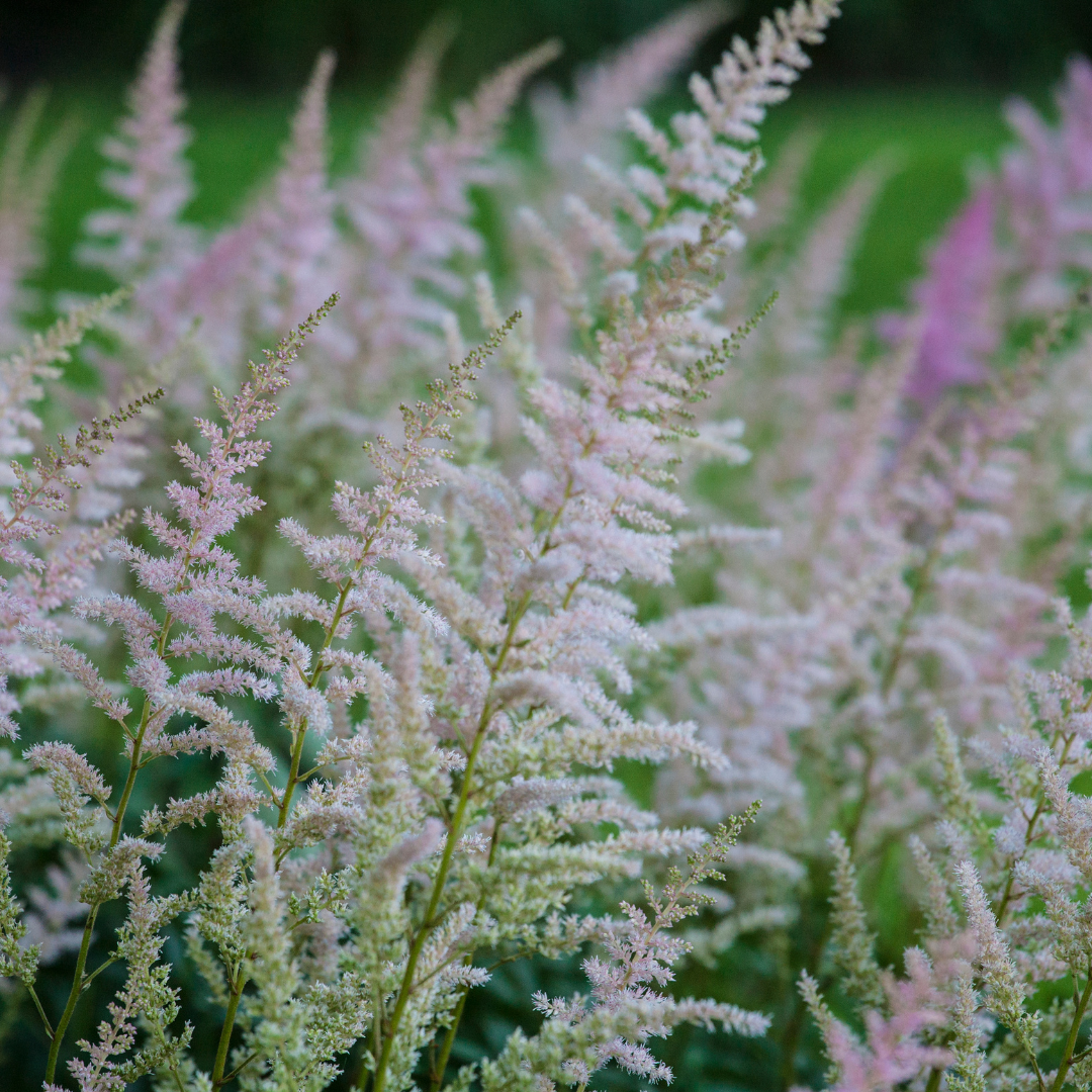 Astilbe japonica "Münster"