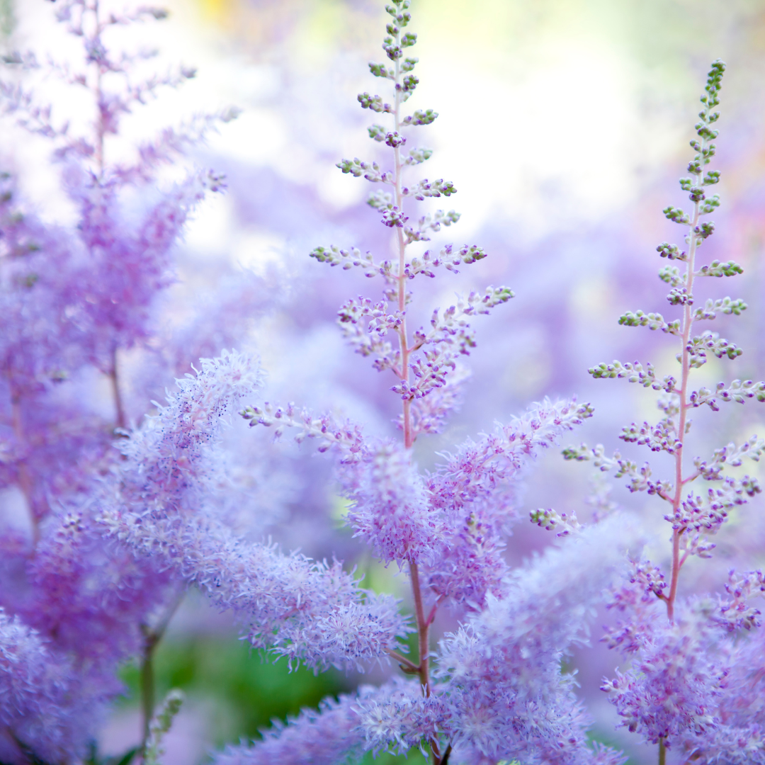 Astilbe japonica "Münster"