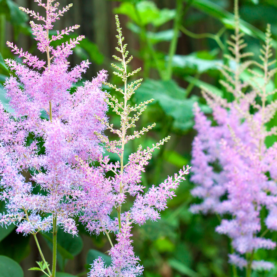 Astilbe japonica "Münster"