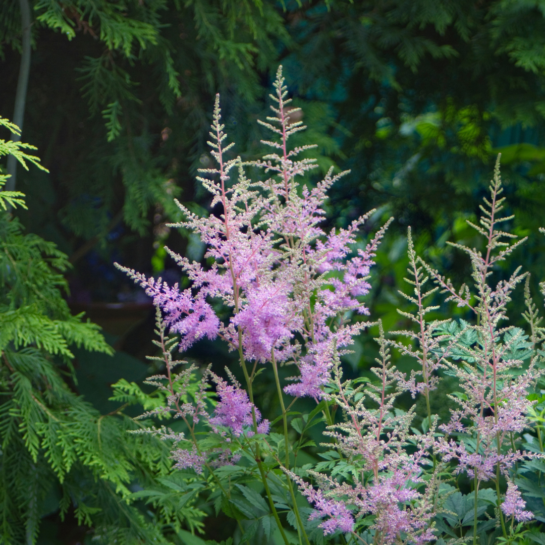 Astilbe japonica "Münster"