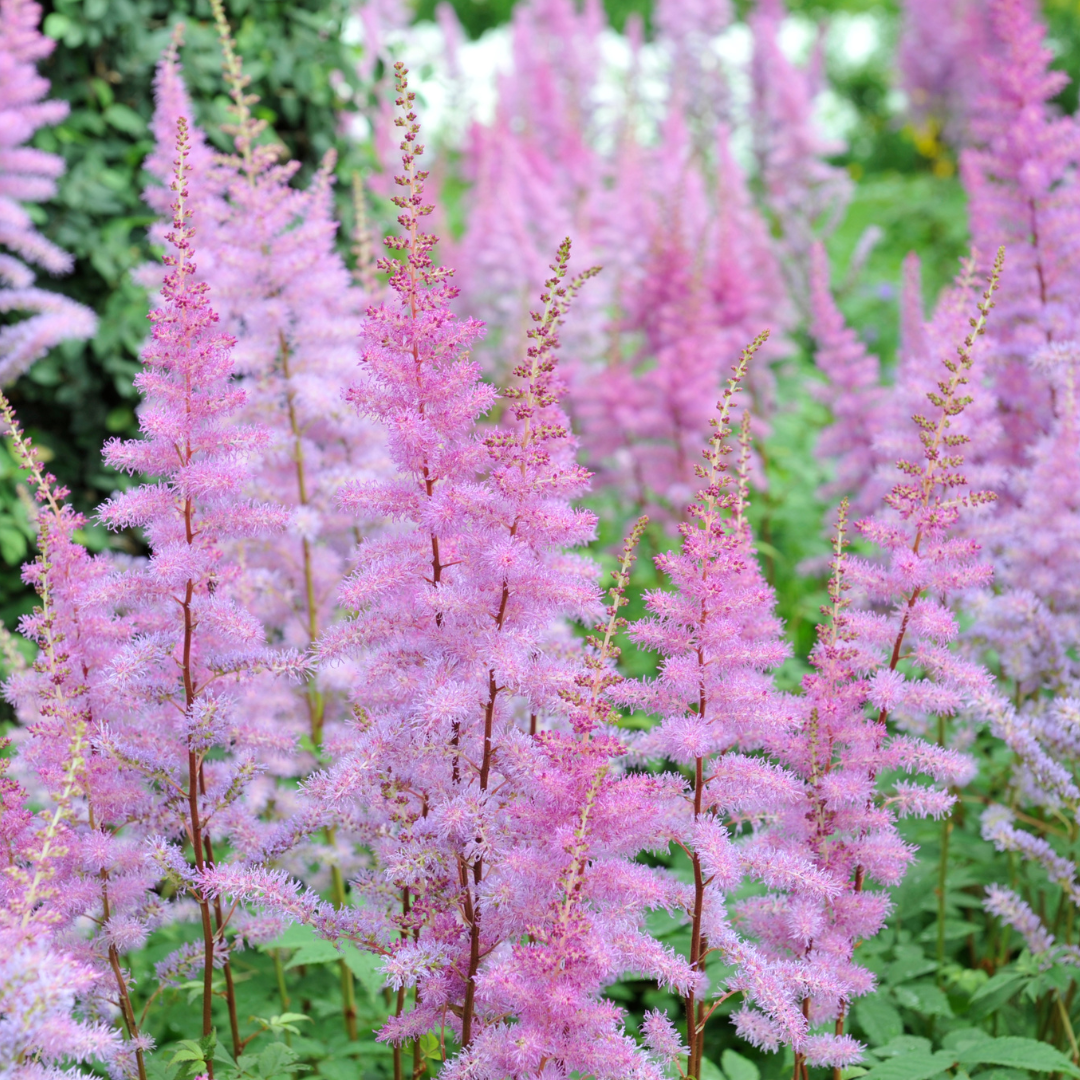 Astilbe japonica "Münster"